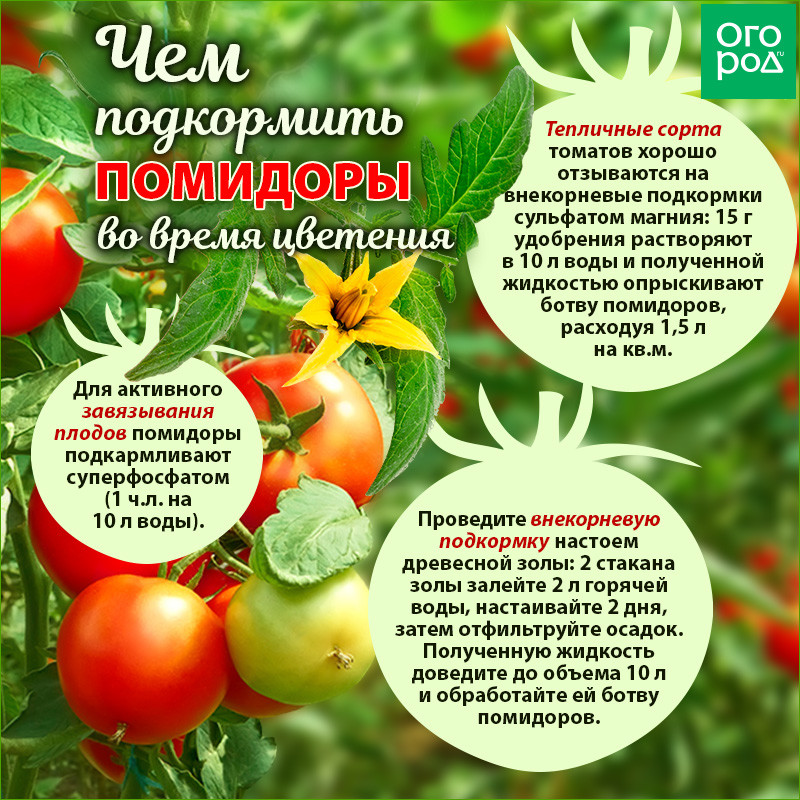 Чем подкормить и что сделать, чтобы помидоры в теплице быстрее краснели