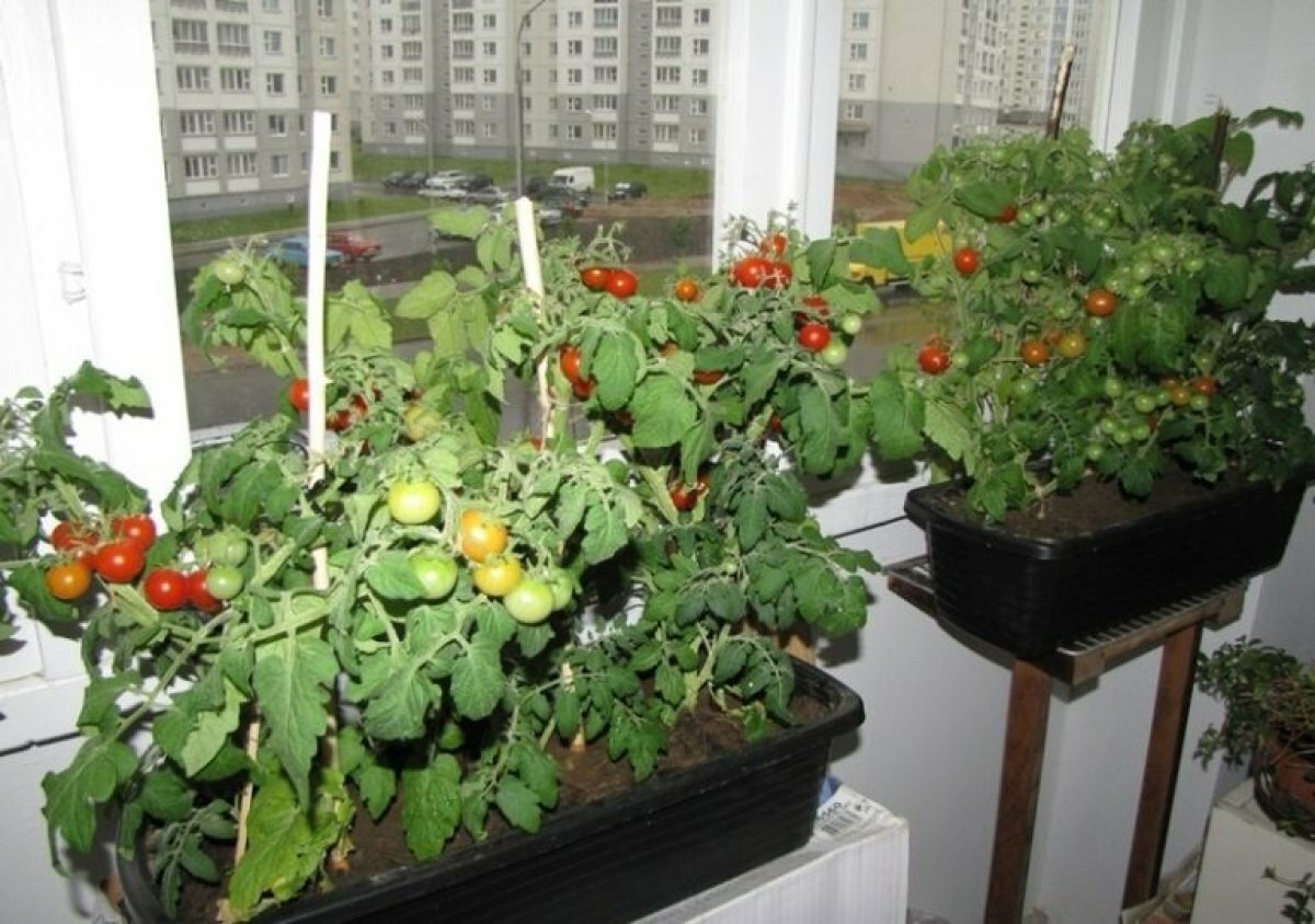 Как выращивать томат балконное чудо дома и в открытом грунте