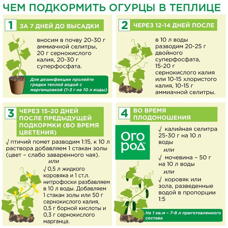 Дрожжи для огурцов в теплице: основные требования к уходу за растением