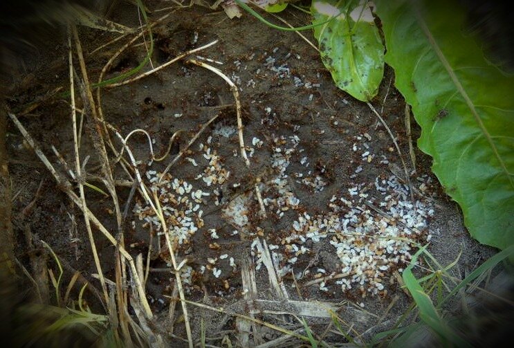 Как избавиться от муравьев на участке навсегда! - дачно-огородные радости - 21 мая - 43406386705 - медиаплатформа миртесен
