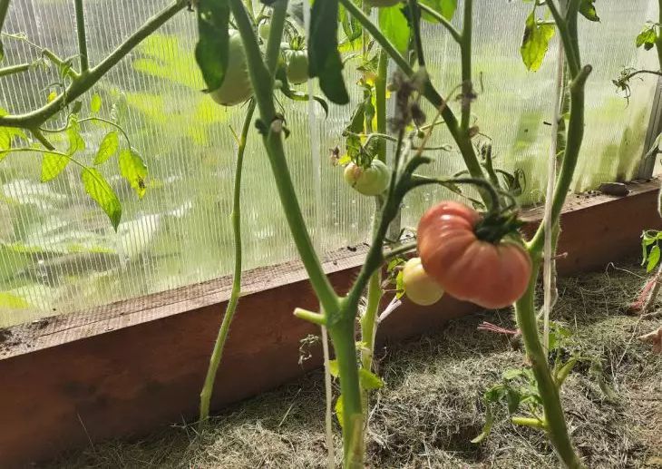 Помидоры в теплице - выращивание томатов для начинающих