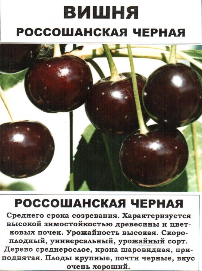 Черешня для средней полосы россии: сорта (крупноплодные, самоплодные, самоопыляемые), лучший выбор для поволжья, самарской области и других регионов
