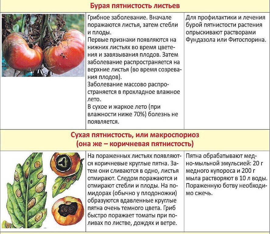 Чем обработать помидоры от фитофторы в открытом грунте