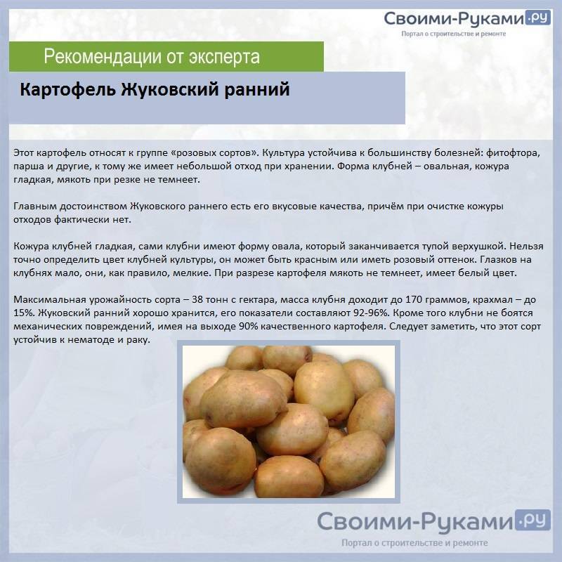 Картофель барин: характеристика и описание сорта, выращивание и уход