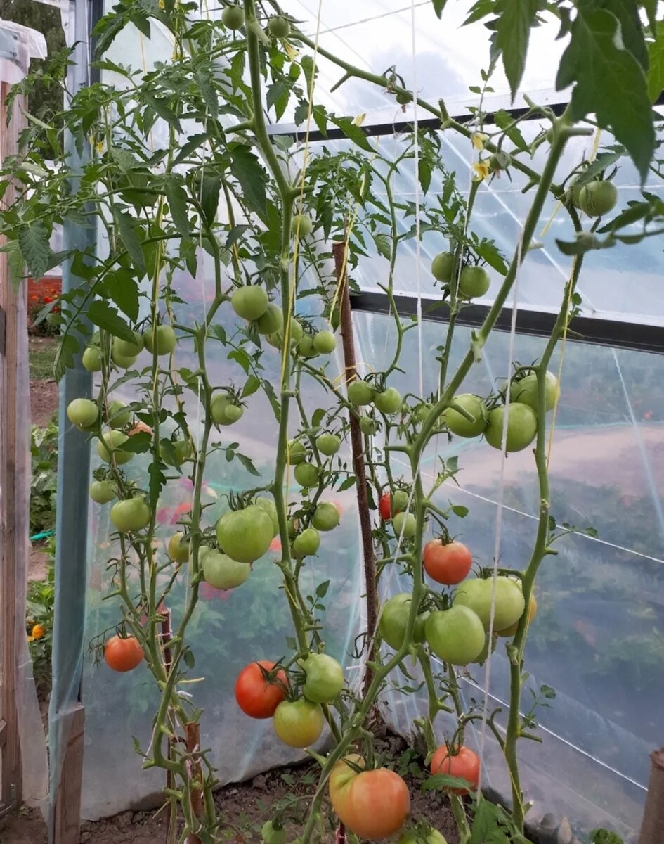 Надо ли убирать листву. Пинк Парадайз томат в теплице. Обрывать листья на помидорах в теплице. Теплица с помидорами. Парник для помидоров.