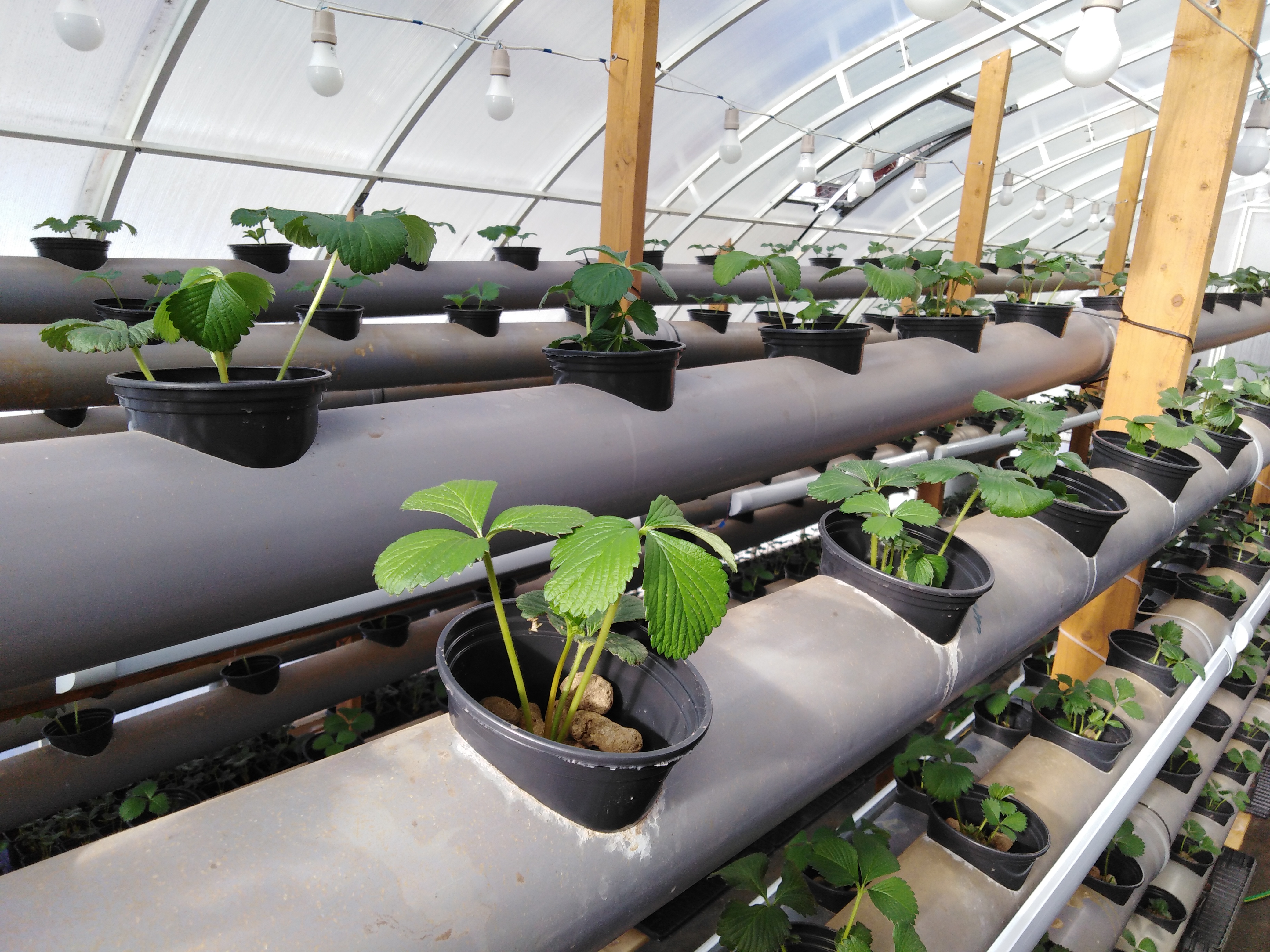 Выращивание клубники в теплице круглый год: технология и отзывы