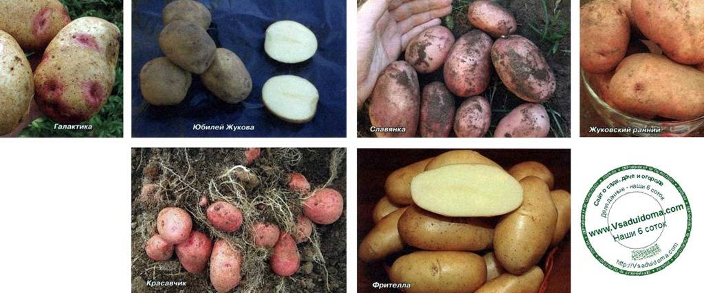 Картофель любава: описание и характеристики сорта, посадка и уход, отзывы с фото