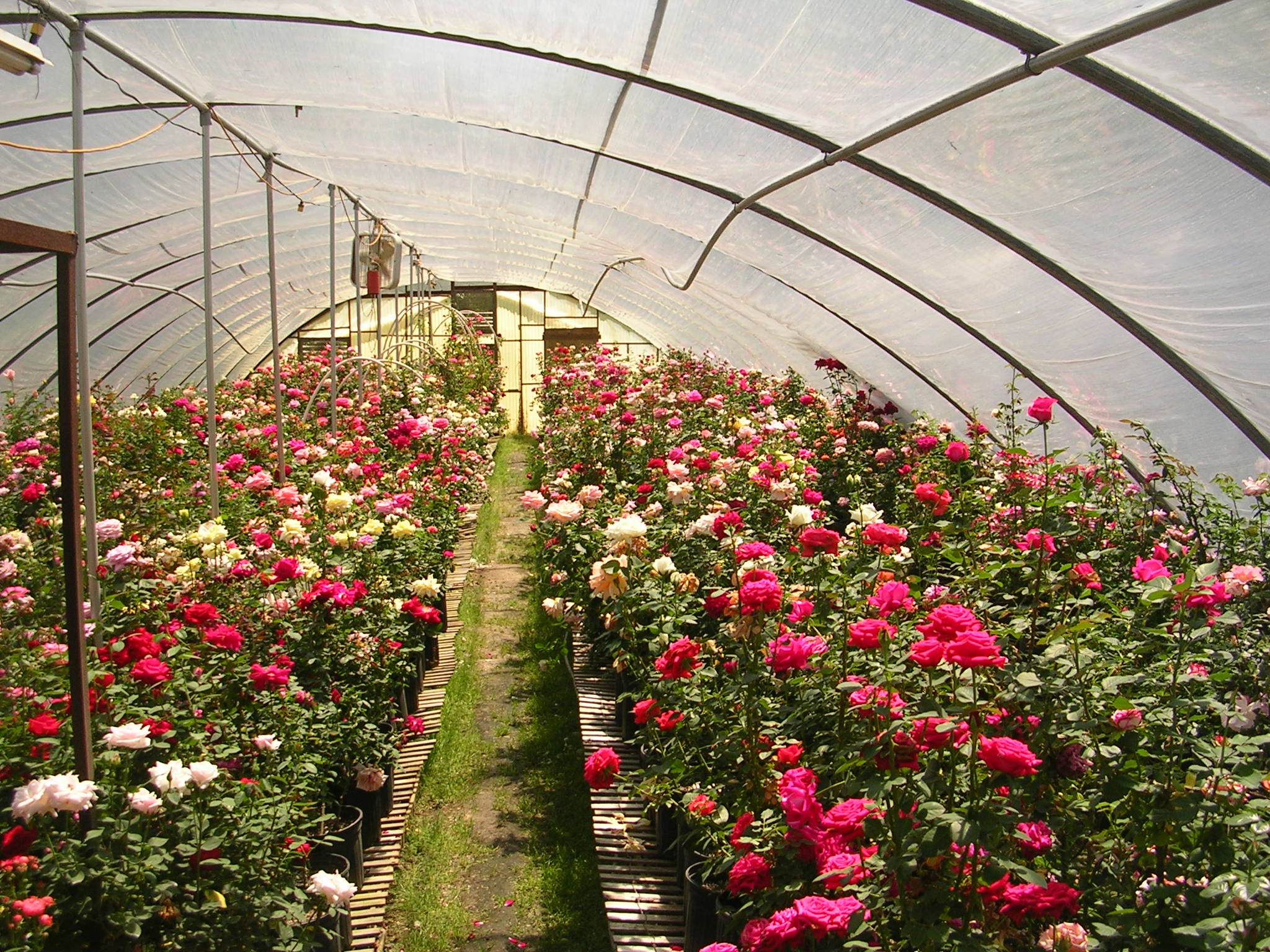 Выращивание роз в теплице: технология, на продажу. круглый год, уход, ﻿затеняющая ткань, на срез, методика