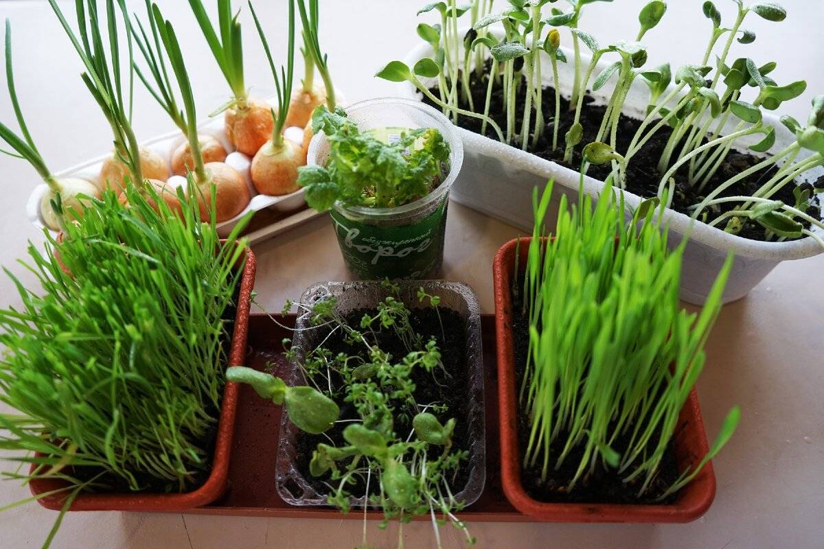 Как вырастить зелень на балконе: лук, петрушка, укроп, зеленый салат и базилик