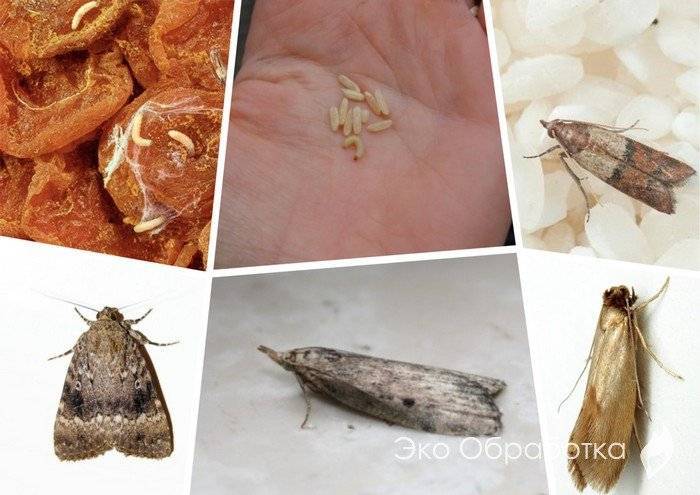 Как избавиться от моли в квартире в доме в домашних условиях: быстро определяем вид насекомых и способ борьбы