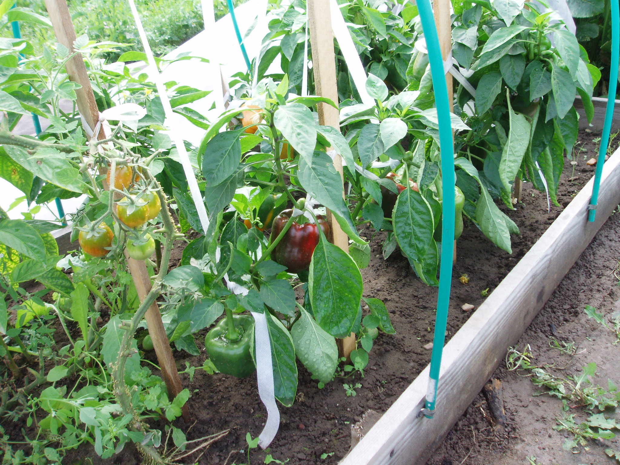 Сроки высаживания рассады помидор, томата, перца, баклажан в теплицу; уход за рассадой — когда высаживать рассаду помидор в теплицу — про огород