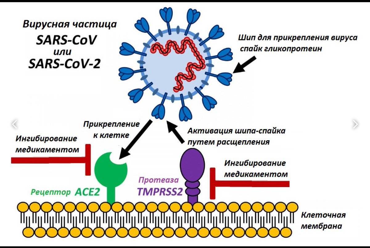 Рекомендации воз для населения в связи c распространением нового коронавируса (2019-ncov): мифы и ложные представления