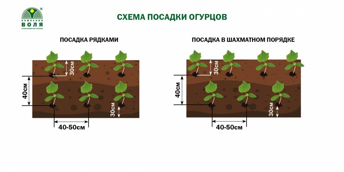 Схема посадки арахиса