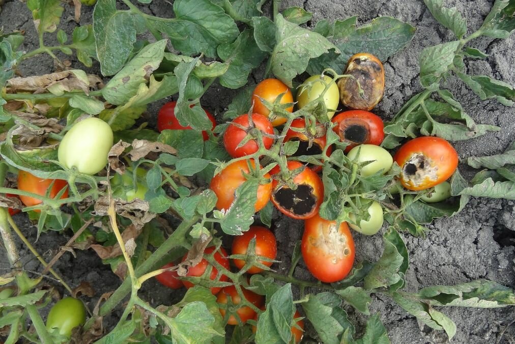 Вершинная гниль томатов меры борьбы, фото и видео