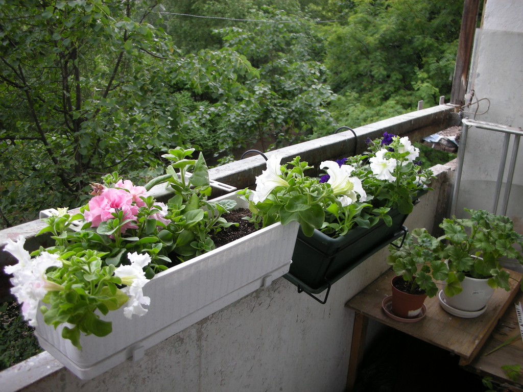 Маргаритки многолетние цветущие в ландшафтном дизайне, посадка в открытый грунт на клумбу в саду, как вырастить из семян, уход за растением, размножение и выращивание на балконе в домашних условиях