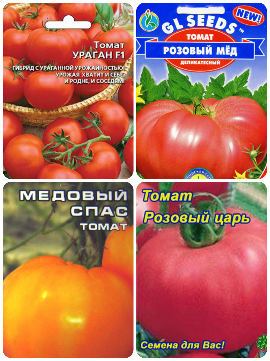 Ранние сорта томатов для теплицы: перечень, выращивание, уход