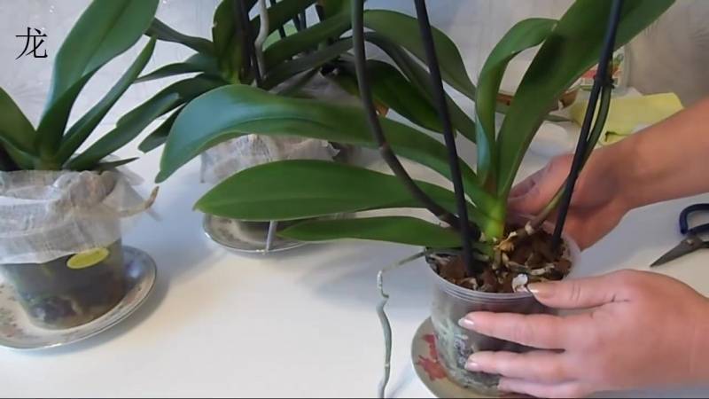 Уход за орхидеей в домашних условиях – советы по размножению, обрезки и поливу