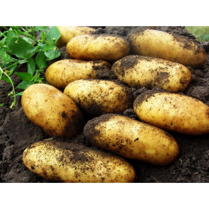 Выносливый сорт картофеля «лапоть» не боится плохой погоды