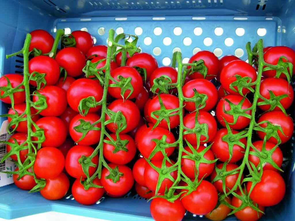 Самые урожайные томаты подмосковья. Индетерминантные томаты f1. Томат детерминантный f1 «Катя». Индетерминантный сорт f1. Детерминантный гибрид томата что это.