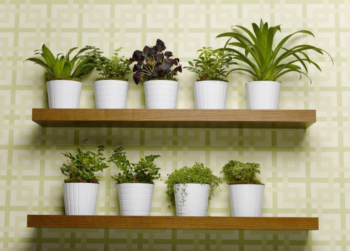 Неприхотливые комнатные растения: фото и названия, необходимый уход, особенности выращивания - sadovnikam.ru