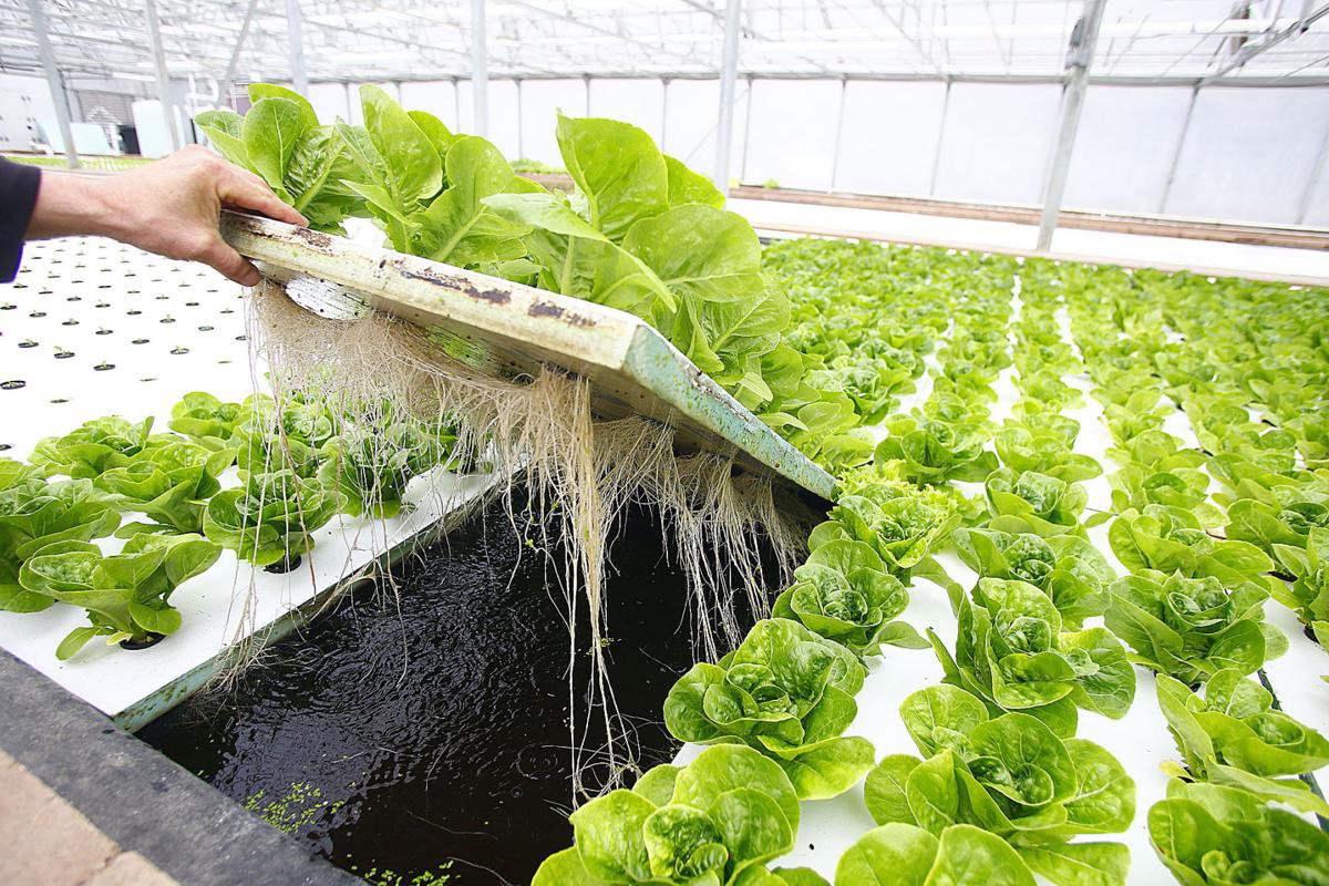 Выращивание ранней зелени и овощей в теплице - дачные советы
