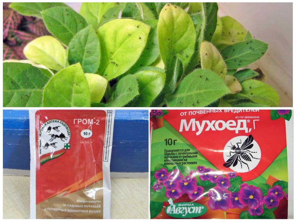 Как избавиться от мошек в цветочных горшках в домшних условиях: народные и химические средства, отзывы