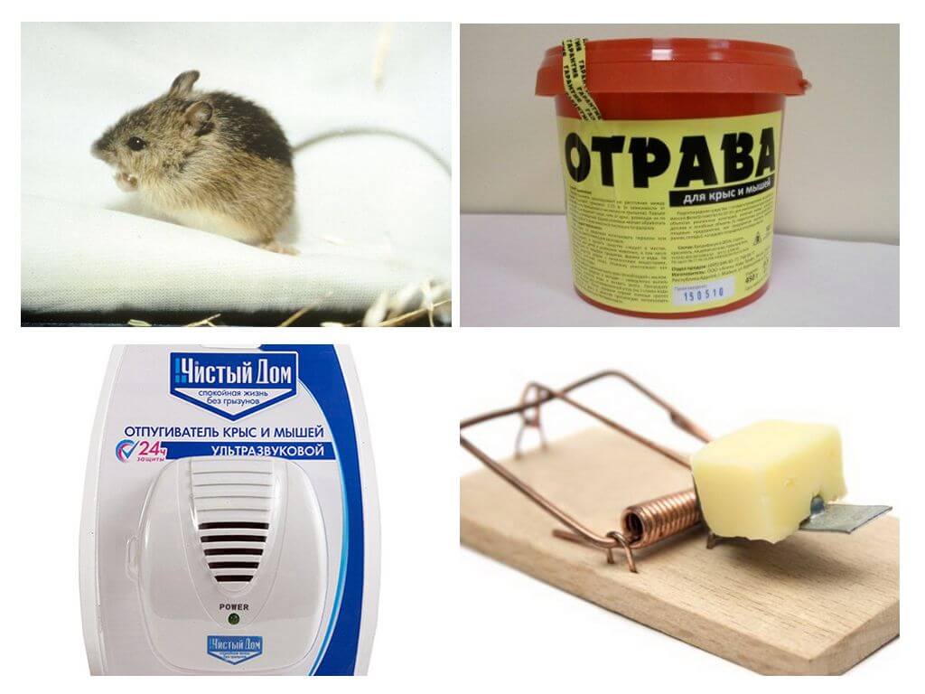 Как избавиться от мышей в квартире и частном доме: эффективные способы