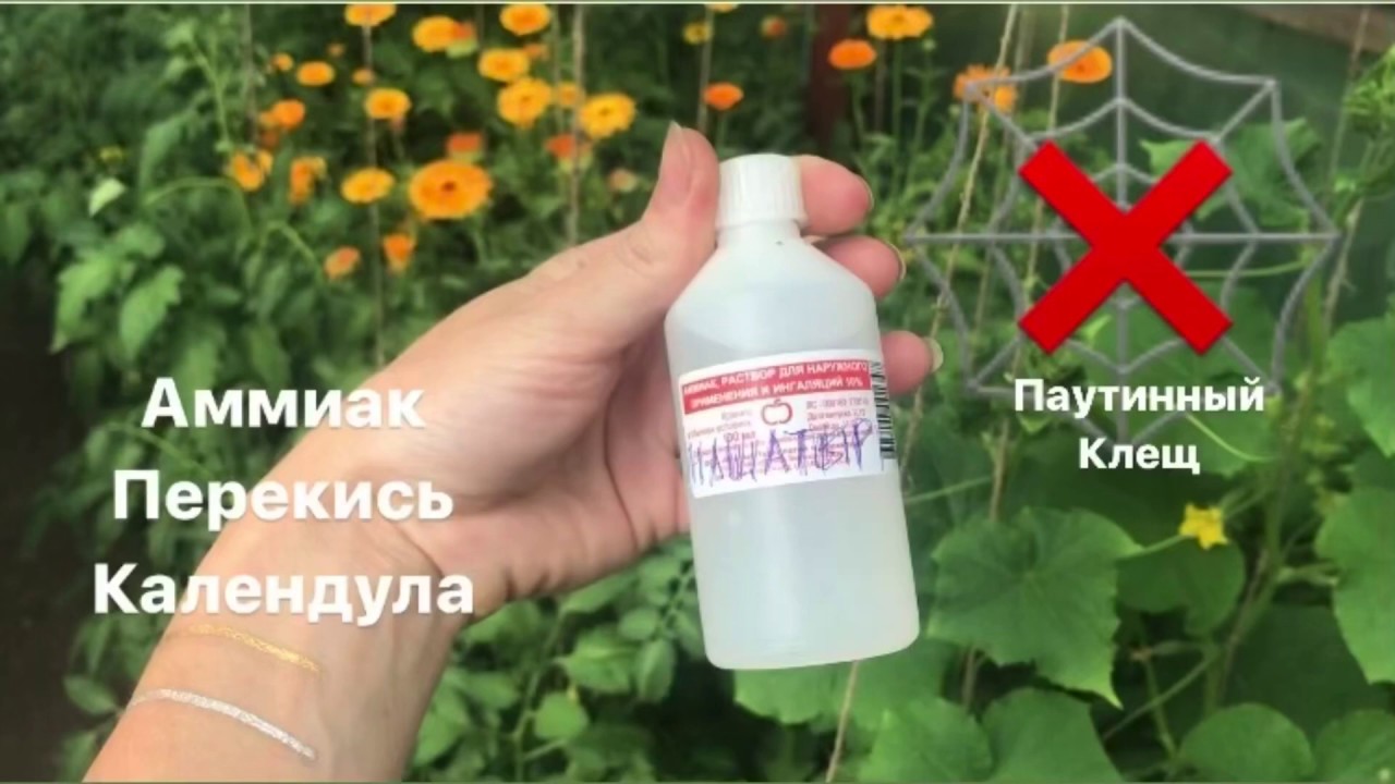 Паутинный клещ