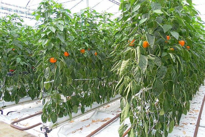Правильное выращивание перца в теплице из поликарбоната, особенности ухода