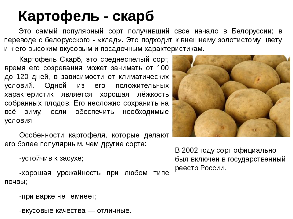 Выращивание картофеля ред скарлетт – более 300 кг с одной сотки