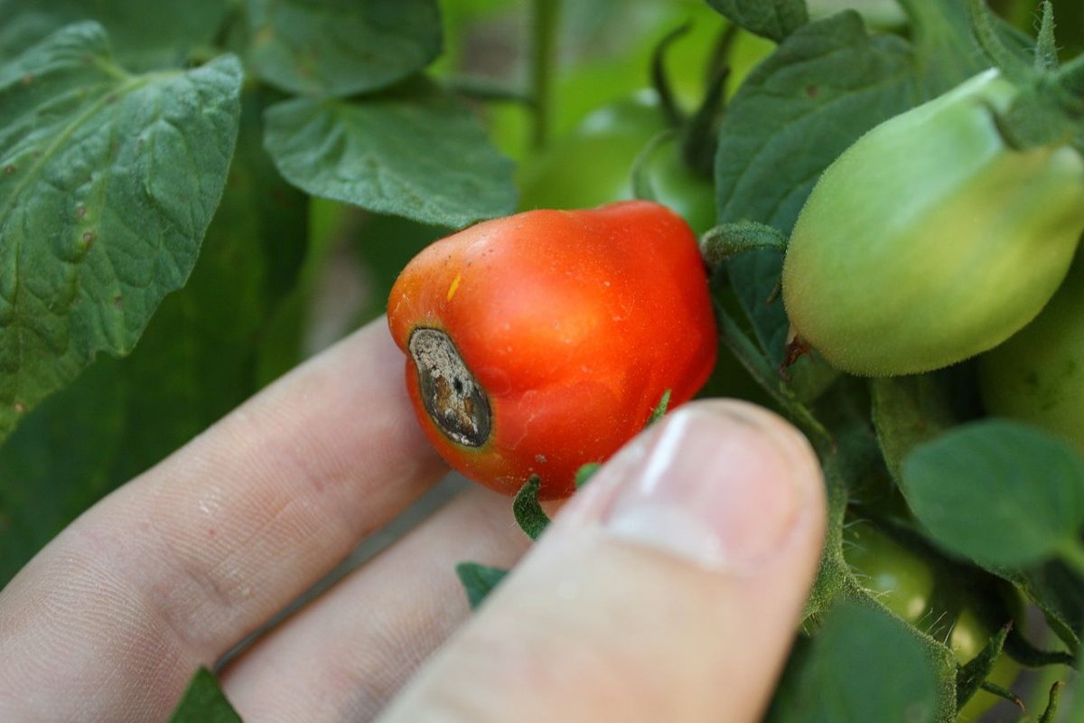 Лечение вершинной гнили на помидорах, причины, чем обрабатывать в 2021 году