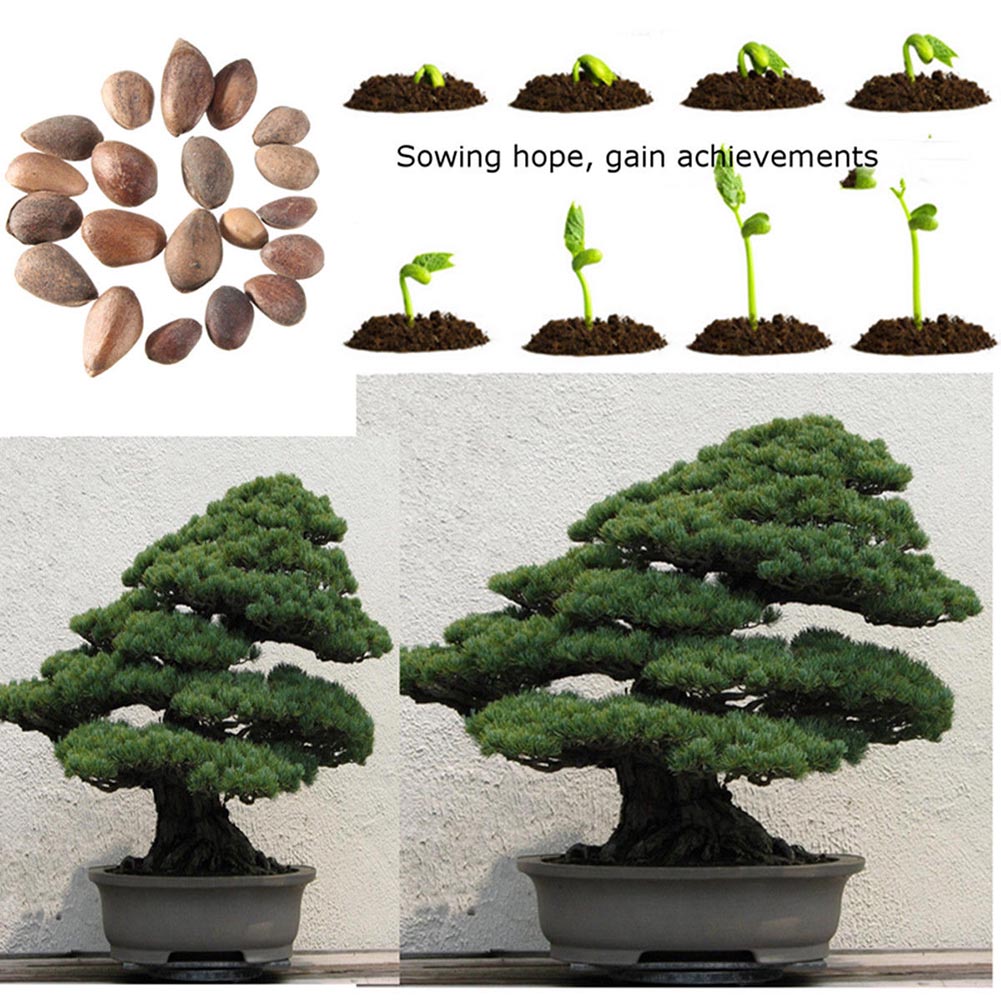 Как посадить семена дерева. Семена дерева бонсай. Криптомерия бонсай. Японская сосна бонсай. Pinus parviflora 'Bonsai'.