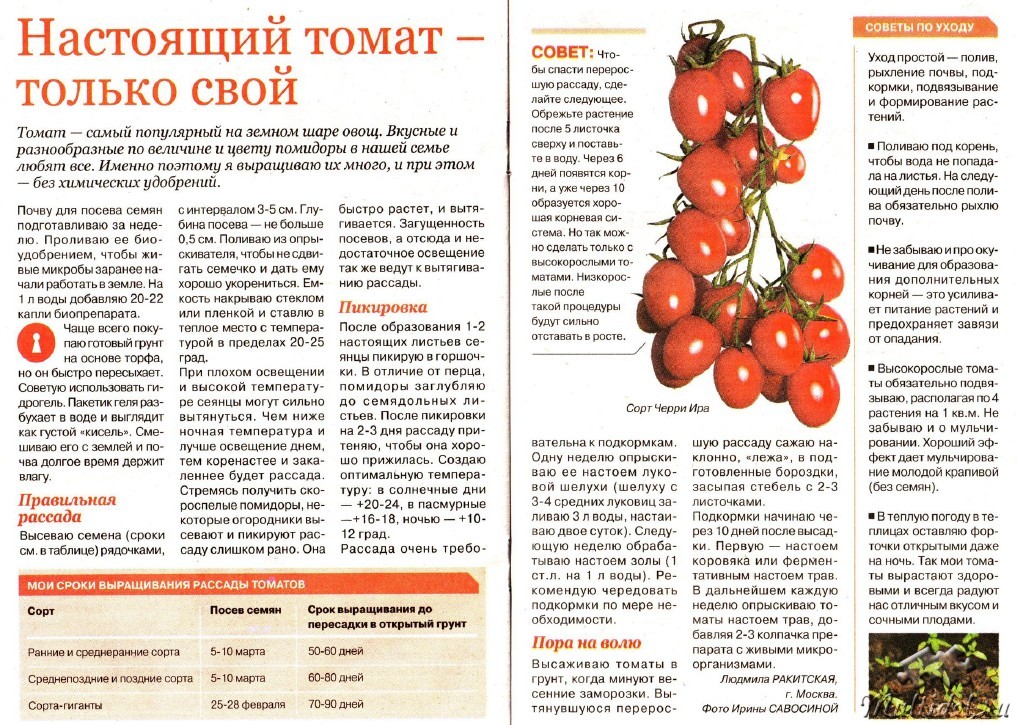 Правильная подкормка помидоров в теплице: как, когда и чем?