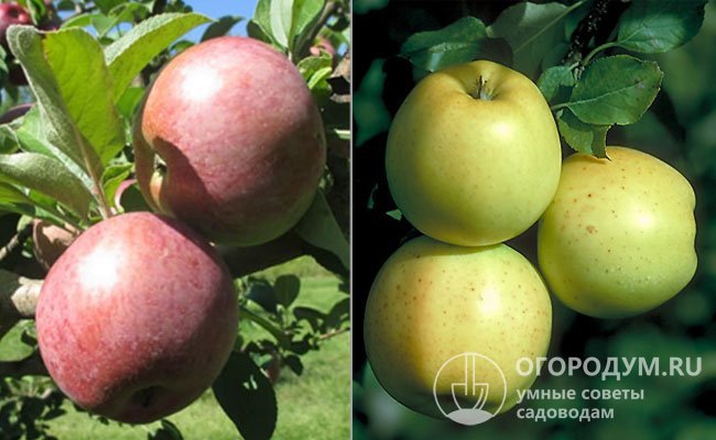Сорт яблони хани крисп, описание, характеристика и отзывы, а также особенности выращивания данного сорта