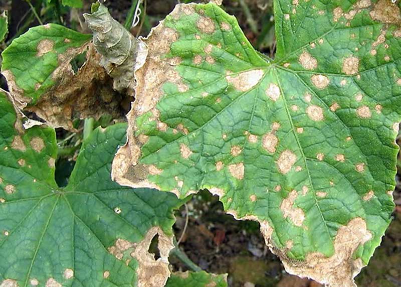 Заболевания огурцов в теплице по листьям с фото