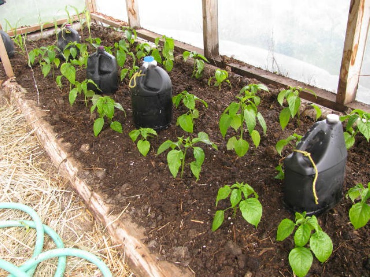 Как вырастить болгарский перец в теплице правильно из семян — как сажать болгарский перец в теплице