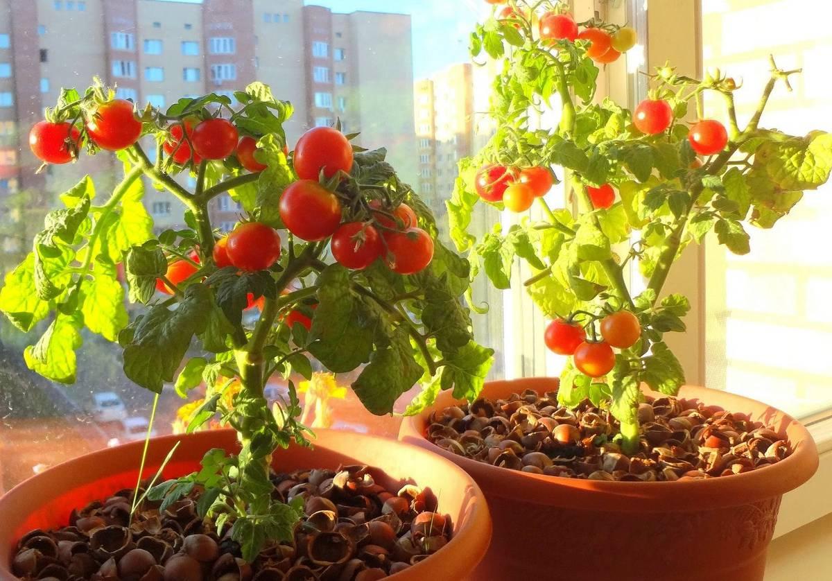 Томат балконное чудо: отзывы (38), фото, урожайность, описание и характеристика | tomatland.ru