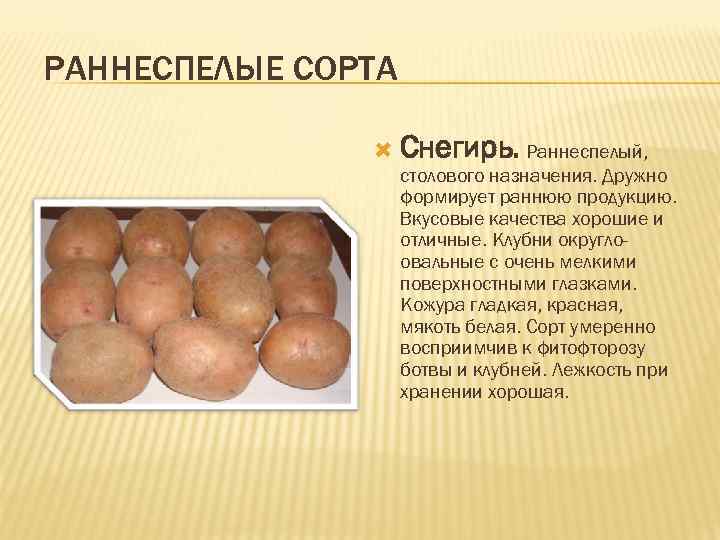 Картофель любава: описание сорта, фото, отзывы, особенности выращивания и уход :: syl.ru