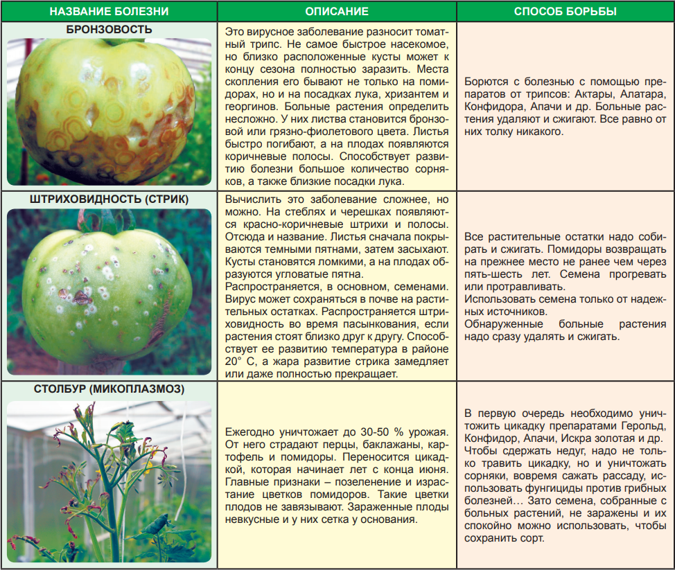 Фитофтора, фитофтороз томатов и картофеля: профилактика и лечение