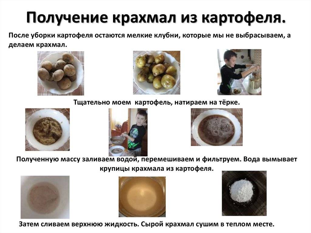 Картофель: полезные свойства для организма человека + целебные свойства сырых клубней и отвара
