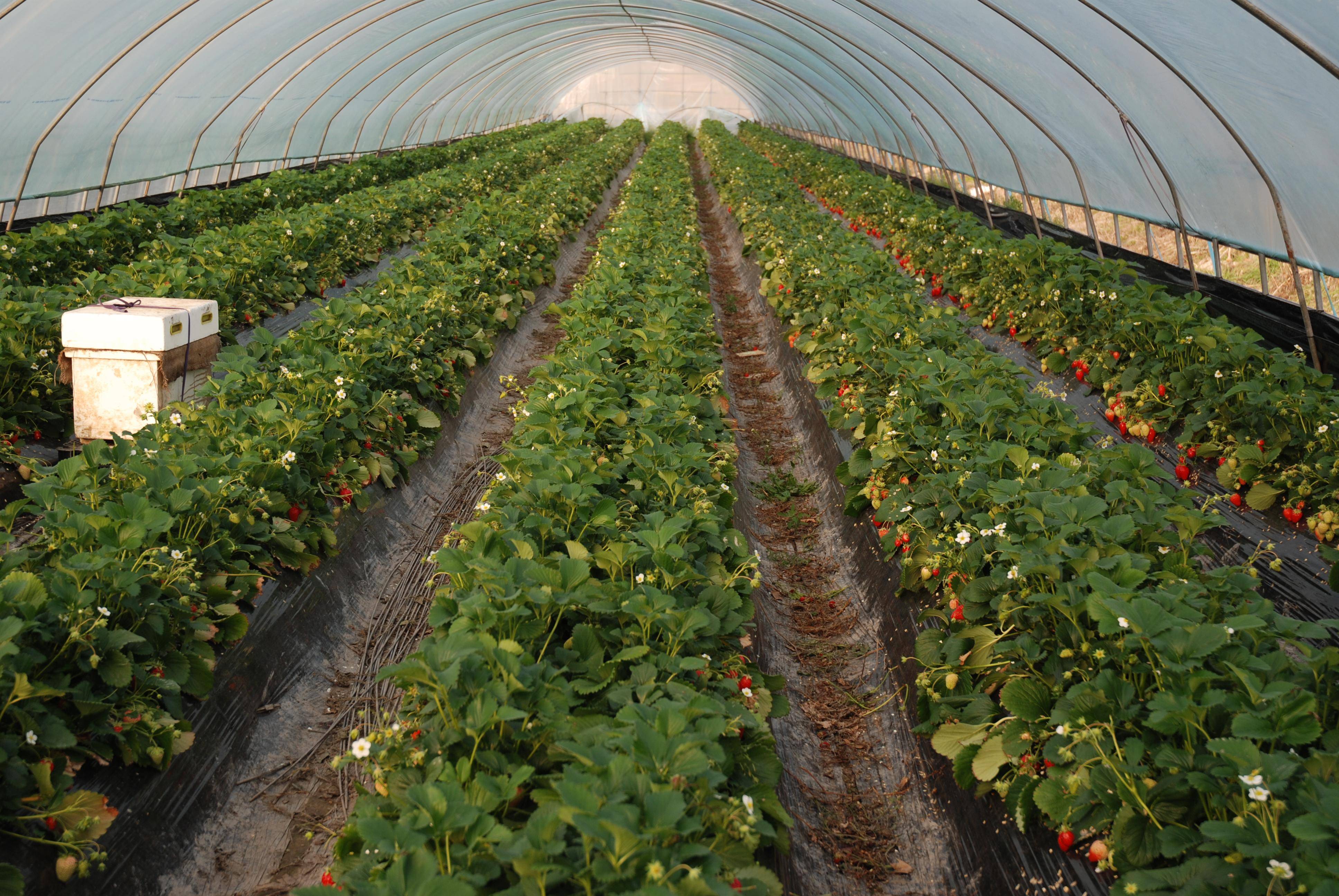 Как открыть бизнес по выращиванию клубники с нуля: рентабельность 90%