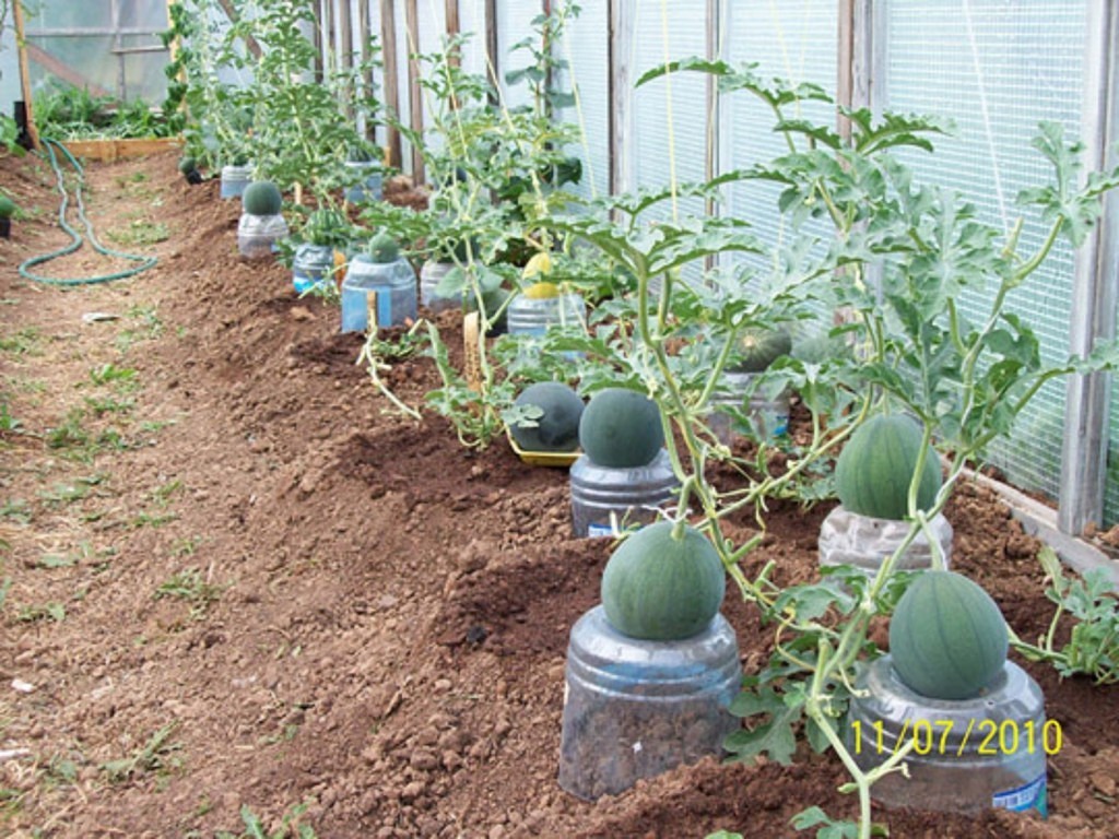 Теплица для рассады: как выращивать в ней рассаду цветов и помидор