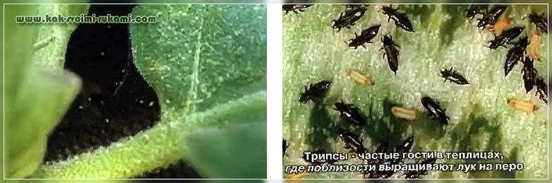 Трипсы на рассаде фото и борьба с ними