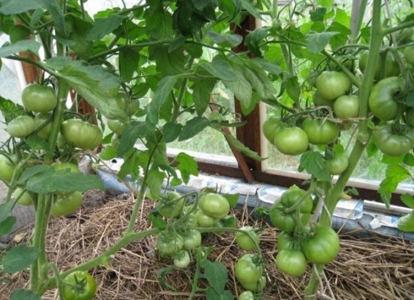 Почему не завязываются помидоры в теплице: что делать и почему нет завязи » eтеплица