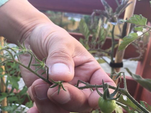 Что делать, если помидоры в теплице цветут, а завязи нет