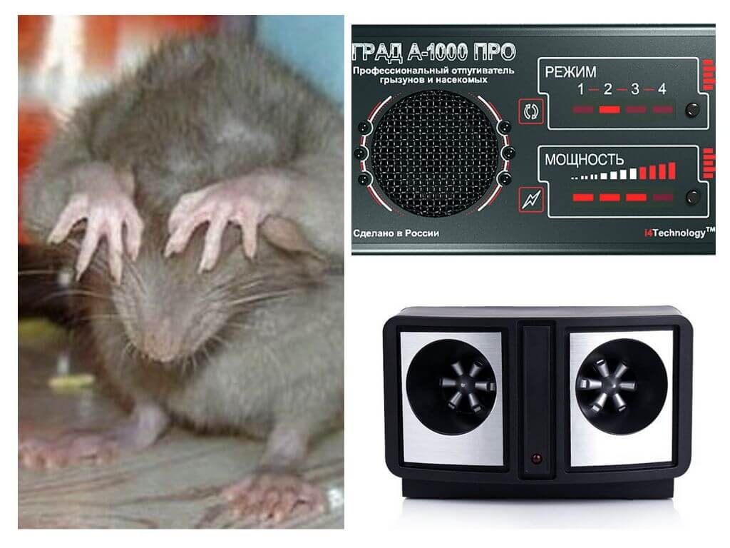Какого запаха боятся мыши в доме? :: syl.ru
