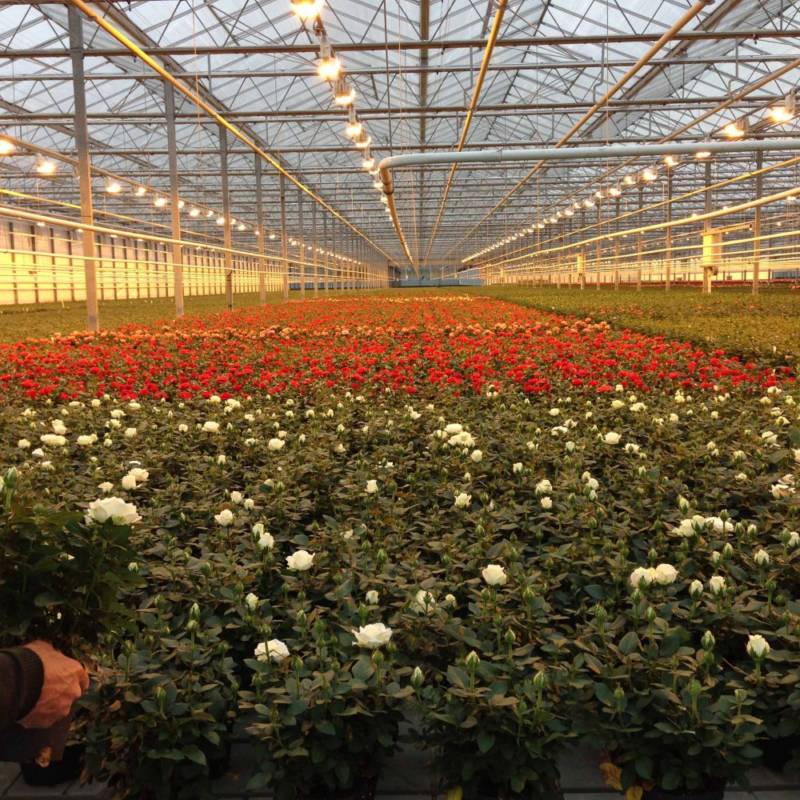 Бизнес идеи и нюансы по выращиванию роз в теплице