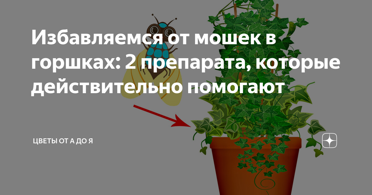 Вывести цветочную мошку. От мошек в комнатных цветах. Народные средства от мошек в комнатных цветах. Средство от мушек в горшках с цветами. Спички в цветы от мошек.