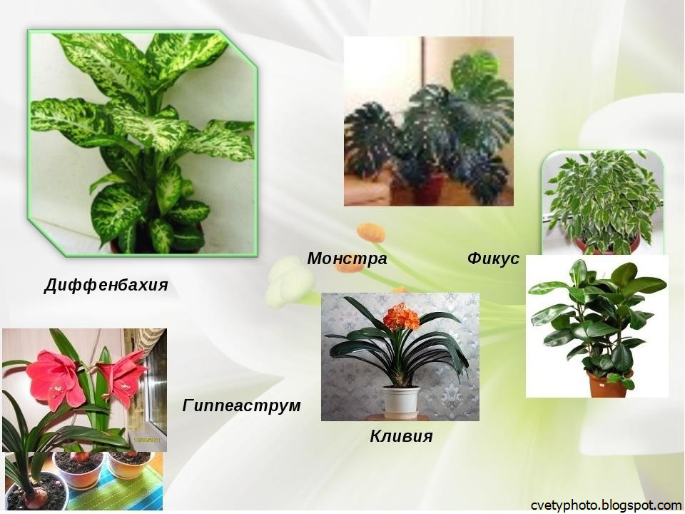 Растения, которые нельзя выращивать дома, в квартире, вредные комнатные цветы
