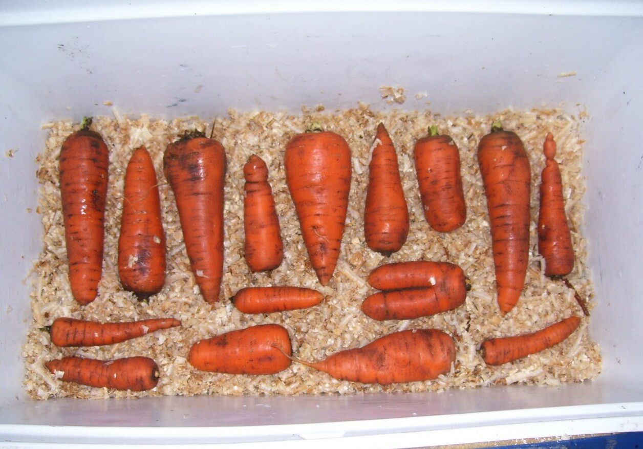 Как хранить морковь в домашних условиях: 10 способов